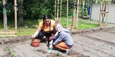 Powiększ grafikę: 17.05.2021 Wiosenne prace Ekoludków w przedszkolnym ogródku, sadzenie sadzonek selera