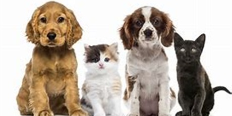 Nasze przedszkole włączyło się do akcji charytatywnej „Napełnij miskę” wspierającej gdańskie schronisko dla zwierząt „Promyk”. Najbardziej potrzebne są: tran w płynie, siemię lniane, koce, ręczniki, poszewki, smycze, obroże, metalowe naczynia, karma dobrej jakości dla psów i kotów. AKCJA TRWA DO 04.03.2020