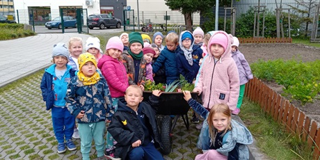 Powiększ grafikę: Dzieci z grupy III podczas zbierania plonów z naszego warzywniaka