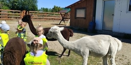 Powiększ grafikę: Wycieczka do gospodarstwa "Alpaka-Team" - na zdjęciu przedszkolaki i alpaki