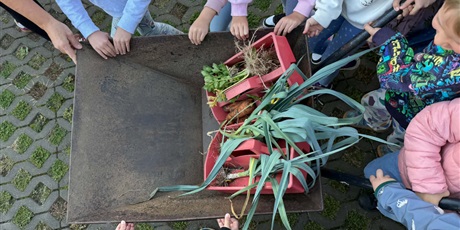 Powiększ grafikę: Ekoludki zebrały warzywka w ogródku przedszkolnym, które posiały i posadziły wiosną
