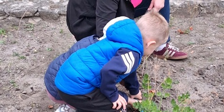 Powiększ grafikę: Bajkoludki z pomocą Pani Magdy zebrały plony w ogródku warzywnym
