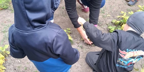 Powiększ grafikę: Bajkoludki z pomocą Pani Magdy zebrały plony w ogródku warzywnym