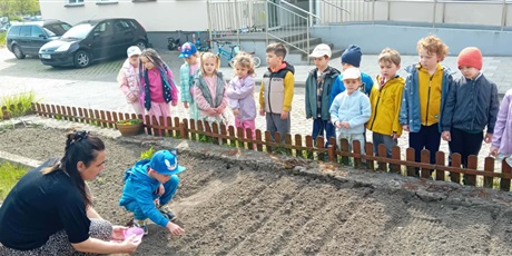 Przedszkolaki sieją warzywa w naszym ogródku