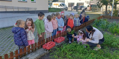 Powiększ grafikę: Kosmoludki zebrały warzywa z naszego ogródka. Na zdjęciu pani Madzia opowiada dzieciom o warzywach, które same wyhodowały i pomaga im zebrać plony