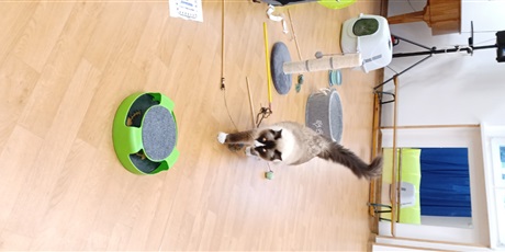 Powiększ grafikę: Na zdjęciu kotek Iwo