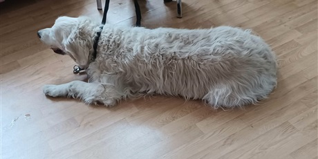 Powiększ grafikę: Zajęcia edukacyjne ze Strażą Miejską