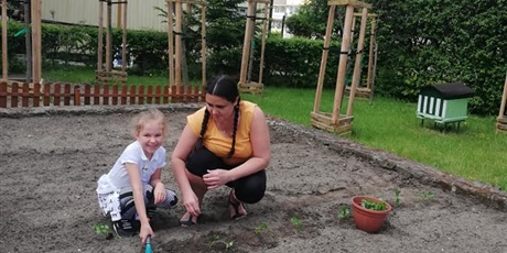 Powiększ grafikę: 17.05.2021 Wiosenne prace Ekoludków w przedszkolnym ogródku, sadzenie sadzonek selera